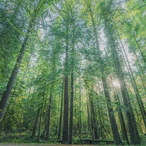 Forest in Mount Rainier National Park Forest in Mount Rainier National Park