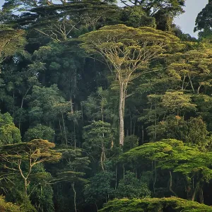 Forest Trees Forest Trees