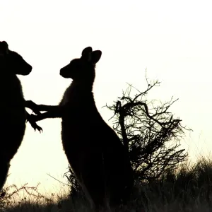 : Silhouettes