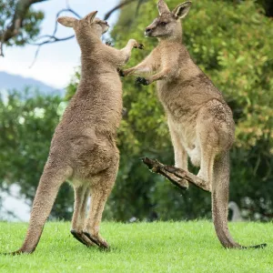 Forester Kangaroo adult males fight for dominance kicking