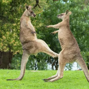 Forester Kangaroo adult males fight for dominance kicking