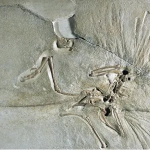 FOSSIL - ARCHAEOPTERYX FOSSIL - ARCHAEOPTERYX