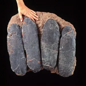 FOSSIL- Dinosaur Eggs FOSSIL- Dinosaur Eggs