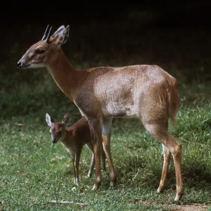 Four-horned Antelope / Chousingha - buck and young Four-horned Antelope / Chousingha - buck and young