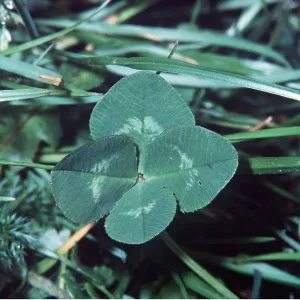 FOUR-LEAVED CLOVER - Shamrock FOUR-LEAVED CLOVER - Shamrock