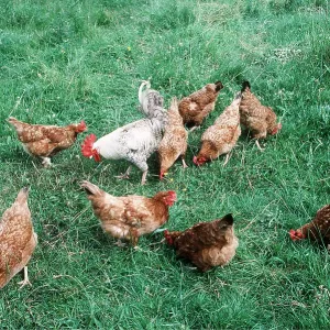 FREE RANGE CHICKENS FREE RANGE CHICKENS