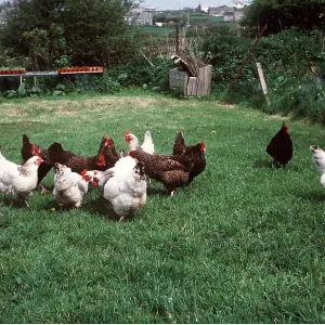 FREE RANGE CHICKENS FREE RANGE CHICKENS