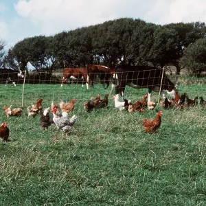 FREE RANGE CHICKENS FREE RANGE CHICKENS