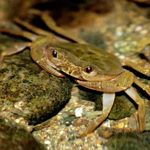 Fresh-water crab (unidentified) waits for prey Fresh-water crab (unidentified) waits for prey