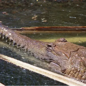 Freshwater Crocodile Freshwater Crocodile