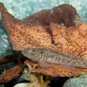 Freshwater Goby (Padogobius bonelli) in its natural environment, Piedmont, Italy Freshwater Goby (Padogobius bonelli) in its natural environment, Piedmont, Italy