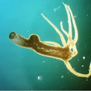 FRESHWATER HYDROZOA - x5 magnification