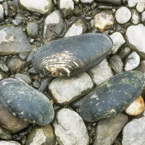 Freshwater Pearl MUSSEL Shells - legally protected in the UK Freshwater Pearl MUSSEL Shells - legally protected in the UK