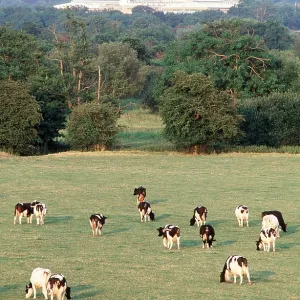 FRIESIAN CATTLE - herd in field FRIESIAN CATTLE - herd in field