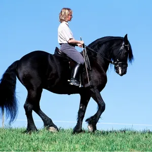 FRIESIAN HORSE - Being ridden FRIESIAN HORSE - Being ridden