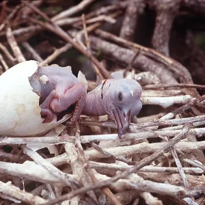 FRIGATEBIRD - chick hatching FRIGATEBIRD - chick hatching