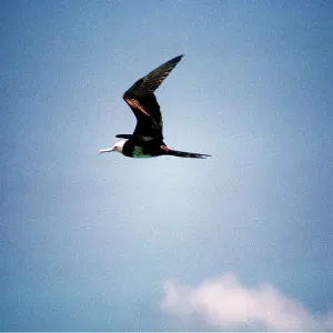 FRIGATEBIRD - flying FRIGATEBIRD - flying