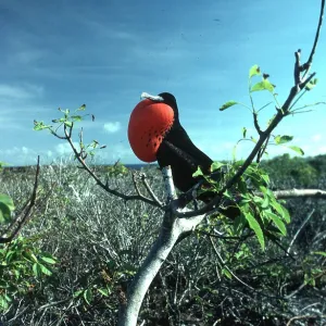 FRIGATEBIRD - male, perched on branch FRIGATEBIRD - male, perched on branch