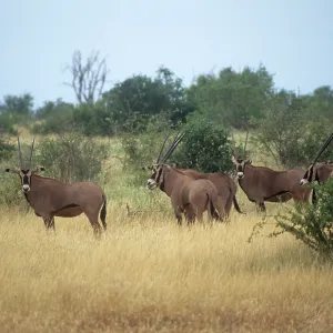 Fringe-eared Oryx Fringe-eared Oryx