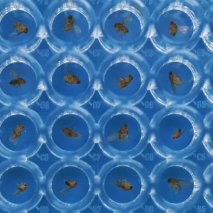Friut Flies (Wildtype) - in petri dishes Friut Flies (Wildtype) - in petri dishes