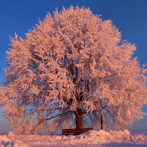 Frosty winter scenery - snow-covered landscape Frosty winter scenery - snow-covered landscape
