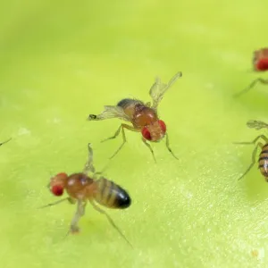 Fruit Fly strains - red eyes - vestigial wings
