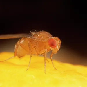Fruit Fly - wild type
