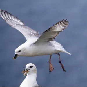 FULMAR - in flight FULMAR - in flight