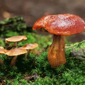 FUNGI - Bay Boletus FUNGI - Bay Boletus