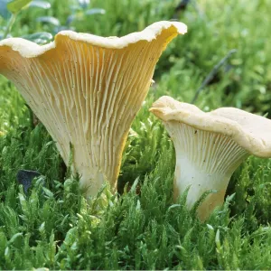 FUNGI - Chanterelles, edible FUNGI - Chanterelles, edible