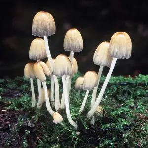 FUNGI - GLISTENING INK CAP FUNGI - GLISTENING INK CAP