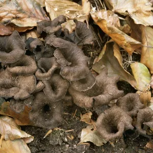 FUNGI - Horn of plenty among leaf litter FUNGI - Horn of plenty among leaf litter