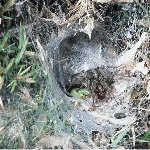 FUNNEL-WEB SPIDER - with sawfly larvae at web entrance FUNNEL-WEB SPIDER - with sawfly larvae at web entrance