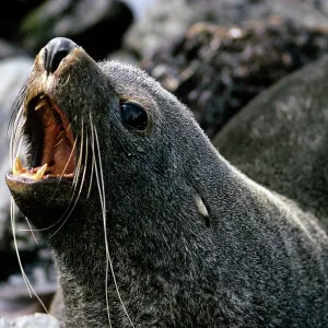 Fur Seal - adult Fur Seal - adult