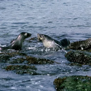 Fur Seal - playing in sea Fur Seal - playing in sea