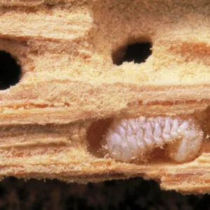 FURNITURE BEETLE LARVAE - - in wood (woodworm) FURNITURE BEETLE LARVAE - - in wood (woodworm)