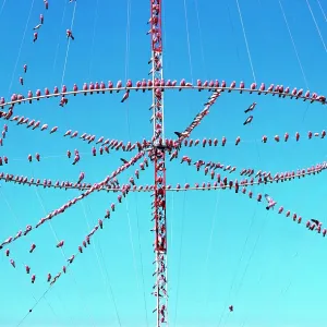 Galahs - roosting on aerials Galahs - roosting on aerials