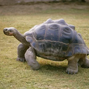 Galapagos Giant Tortoise Galapagos Giant Tortoise