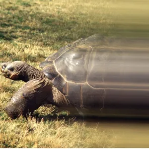 Galapagos Giant TORTOISE - speeding Galapagos Giant TORTOISE - speeding