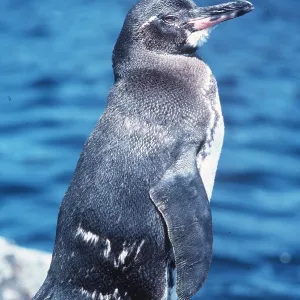 GALAPAGOS PENGUIN GALAPAGOS PENGUIN