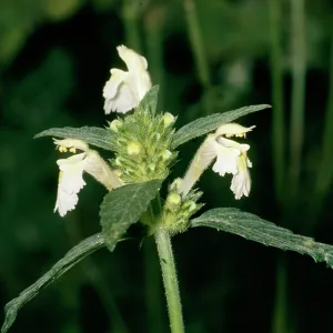 Galeopsis segetum Galeopsis segetum