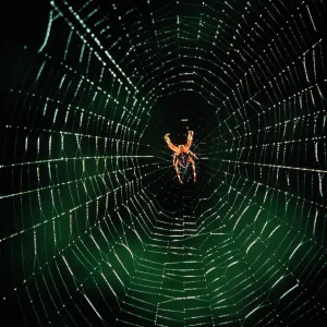 Garden Cross / Garden Orb-web / Cross SPIDER - in web