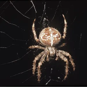 Garden Cross / Garden Orb-web / Cross SPIDER - on web Garden Cross / Garden Orb-web / Cross SPIDER - on web