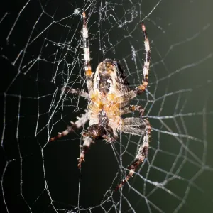 Garden Cross Spider - on web - UK Garden Cross Spider - on web - UK
