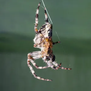 Garden Cross Spider - on web - UK Garden Cross Spider - on web - UK