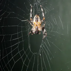 Garden Cross Spider - on web - UK Garden Cross Spider - on web - UK