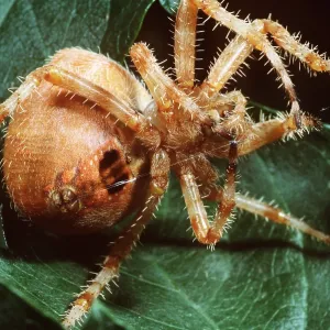 Garden Orb-weaver SPIDER - spinning silk to make web Garden Orb-weaver SPIDER - spinning silk to make web
