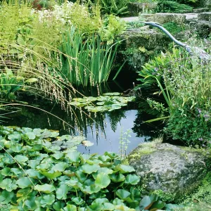 GARDEN POND GARDEN POND