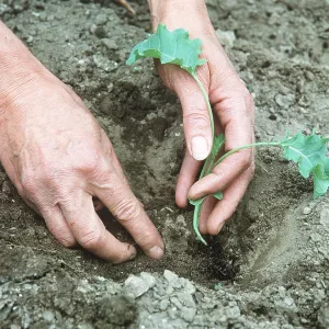 GARDENING - Planting Kale GARDENING - Planting Kale