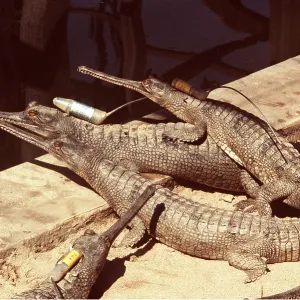 Gavial / Gharial - with radio collars Gavial / Gharial - with radio collars